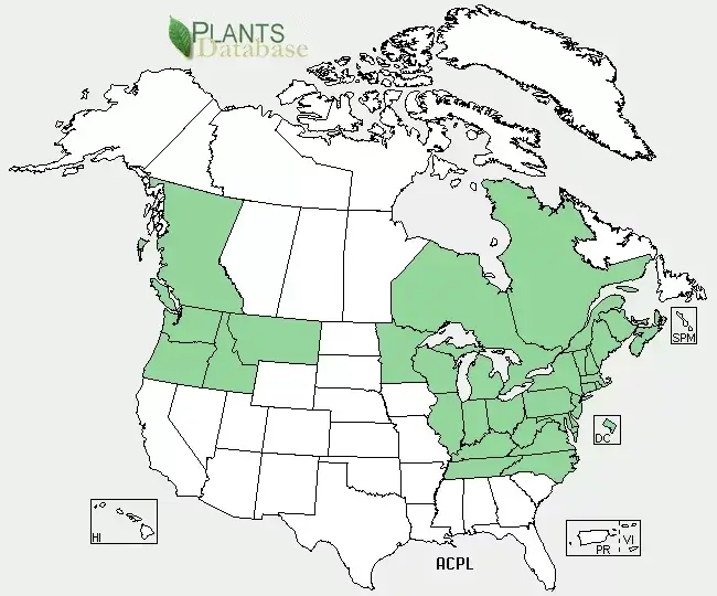 Distribution of Norway Maple in the United States