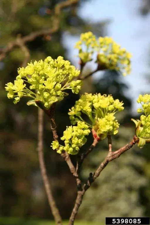 Yellow flower clusters of Norway maple.