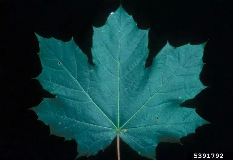 prominent five-lobed leaf of the Norway maple.