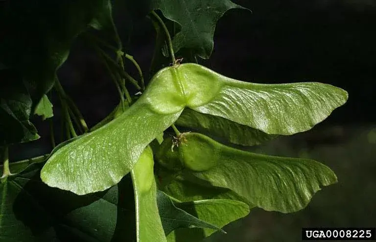 wide-spreading wings of the Norway maple fruit