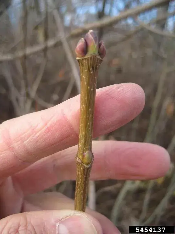 Broad and blunt bud of a Norway Maple.