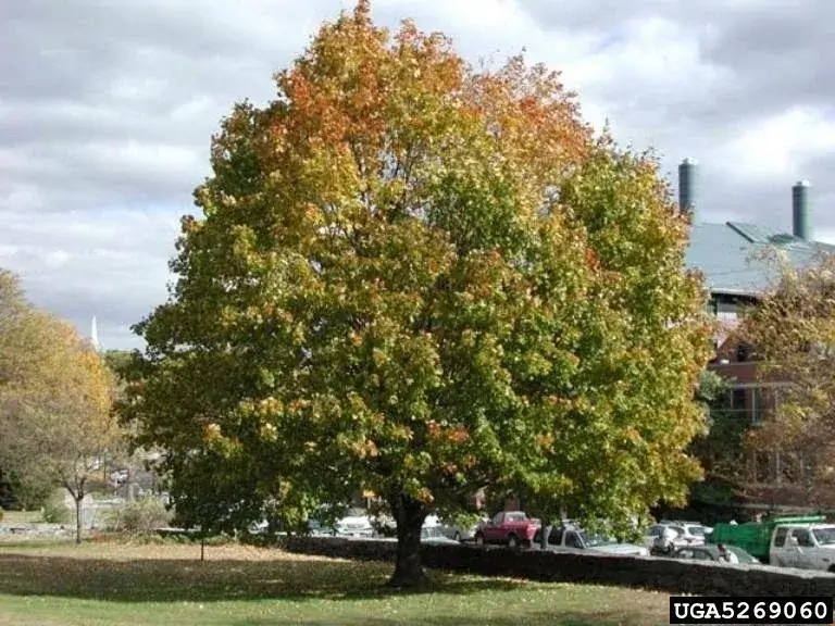 Adult Norway maple tree