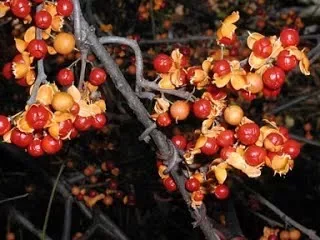 closeup of fruit on branches of an Oriental Bittersweet plant