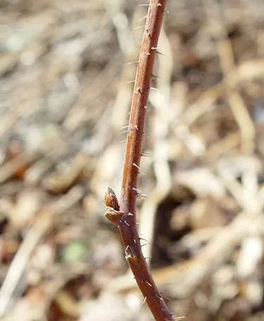 red raspberry cane