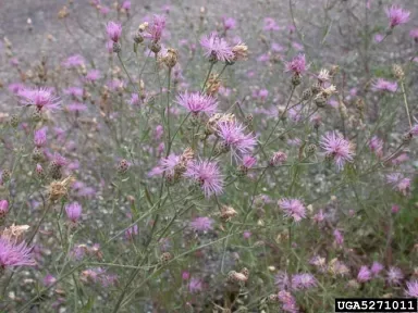 view of field of Spotted Knapweed with purple/pink flowers