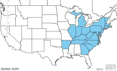 map of U.S. range of wineberry.