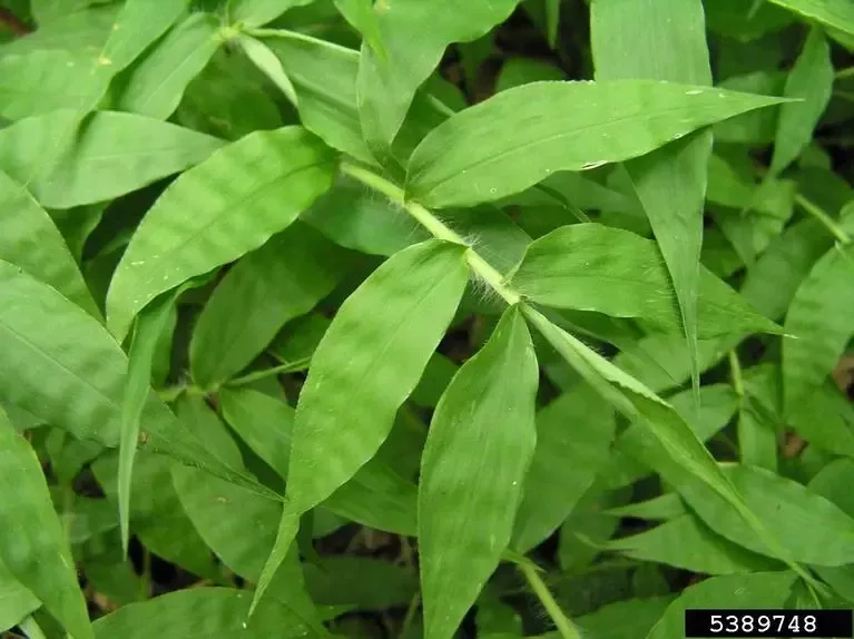 closeup of leaves of the Wavyleaf Basketgrass plant