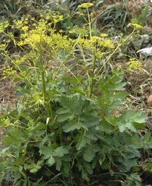 Wild parsnip second-year growth.