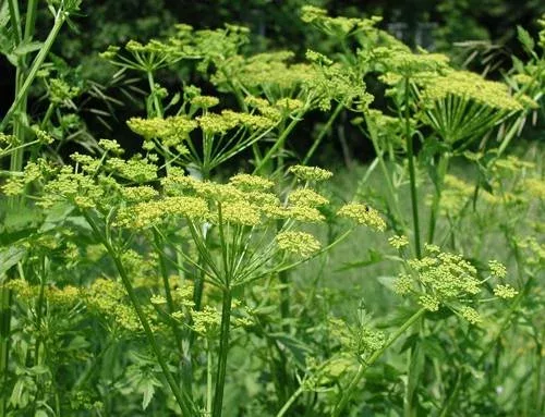 a bunch of Wild parsnip plants