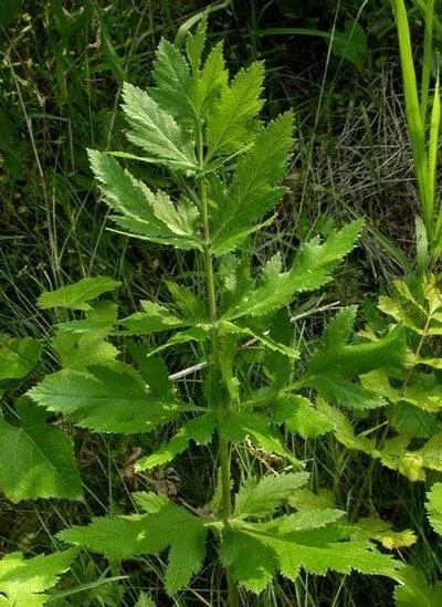 Close-up of wild parsnip leaves