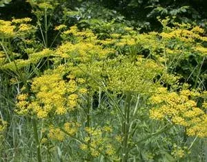 Mature flowering wild parsnip