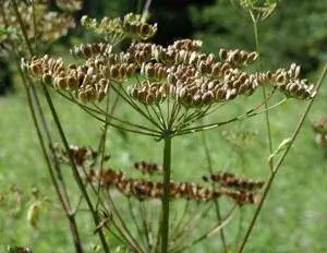 Wild parsnip seeds.