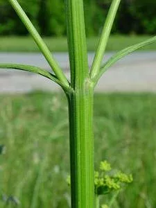 Wild parsnip stem