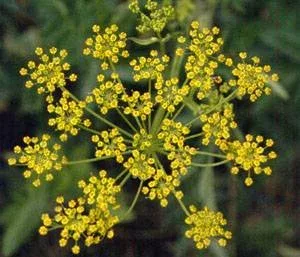 Wild parsnip umbel with yellow flowers