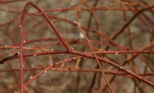 Wineberry canes.