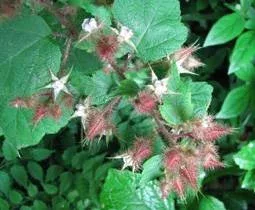 pink Wineberry flowers with green foliage