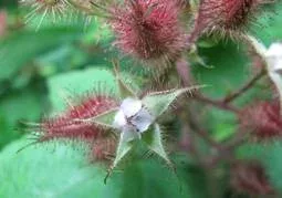 closeup of pink Wineberry flowers