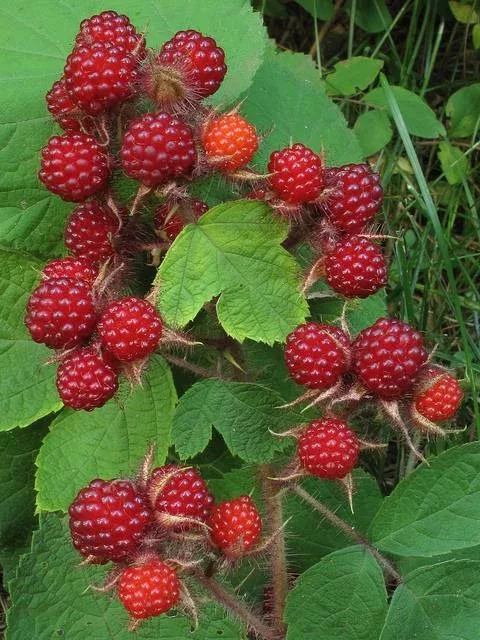 Red raspberry fruit.