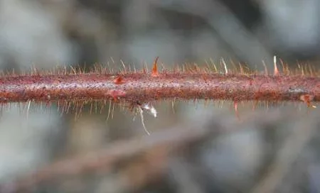 closeup of Wineberry stem hairs.