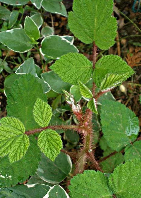 leaves closeup of Wineberry hairs