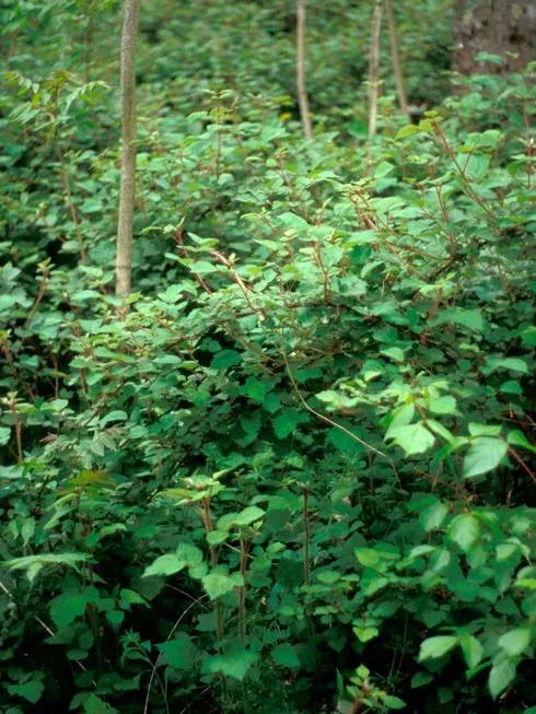 Wineberry plants choking understory of second growth forest