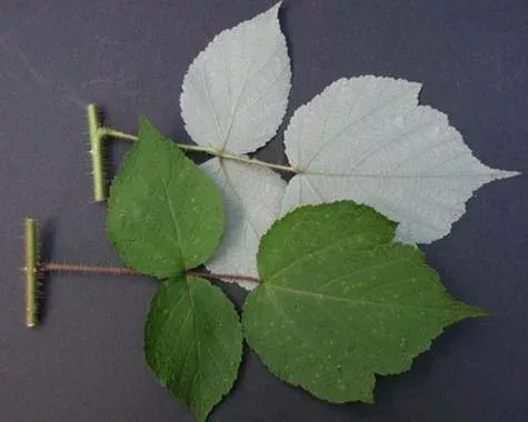 Top and bottom of wineberry leaves.