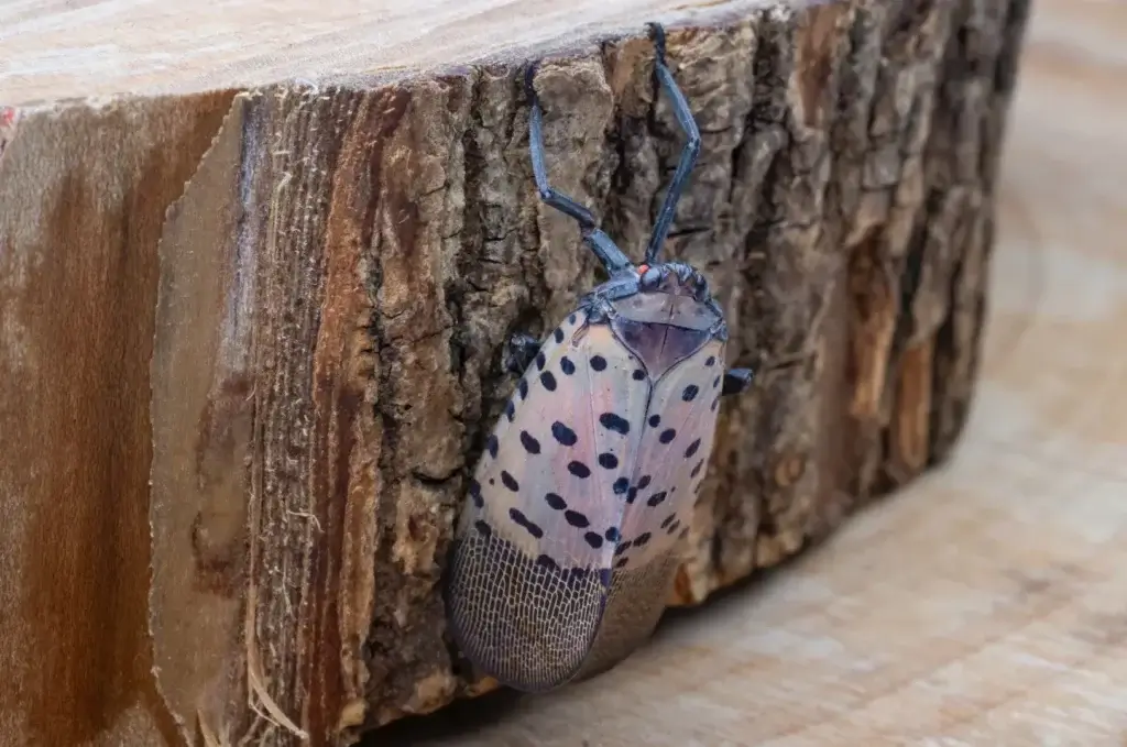 What to look for as spotted lanternfly start hatching in New York