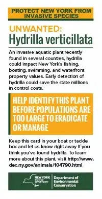 screenshot of rackcard describing Hydrilla verticillata