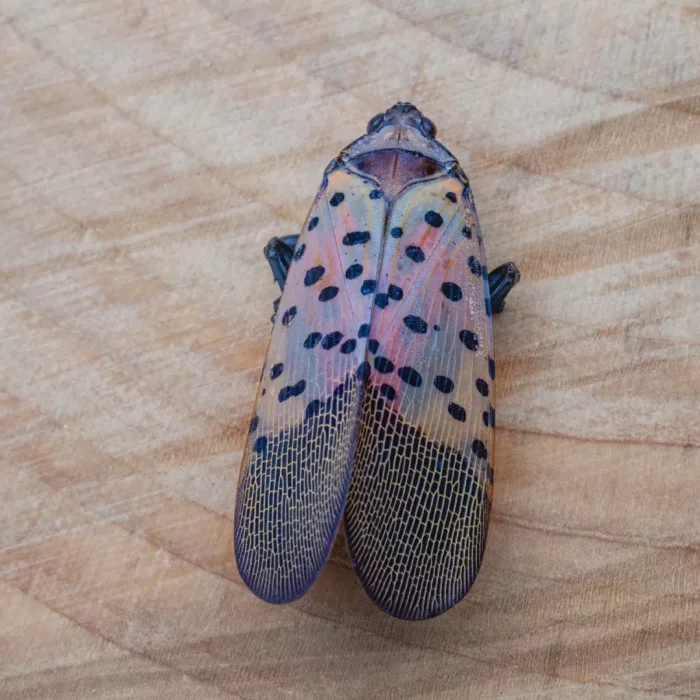 Adult Spotted Lantern Fly on a Wood Log