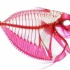 skeleton of fish