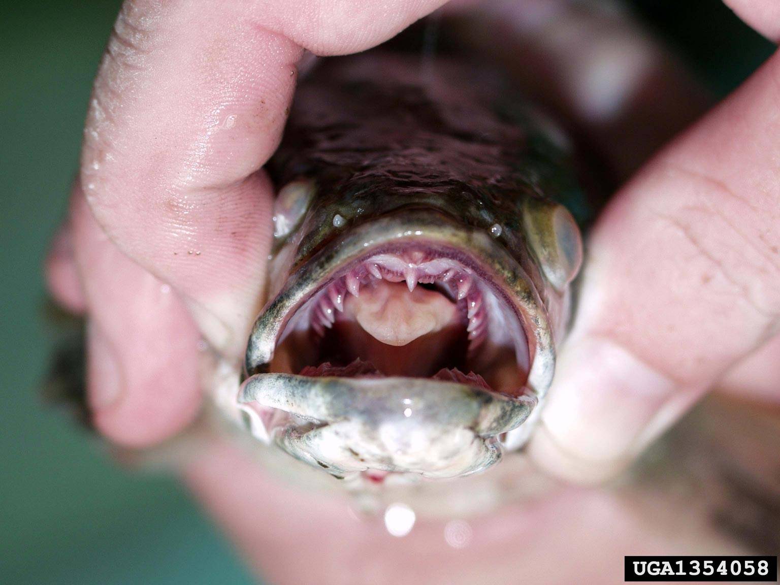 Are snakehead fish invasive in America? - Quora