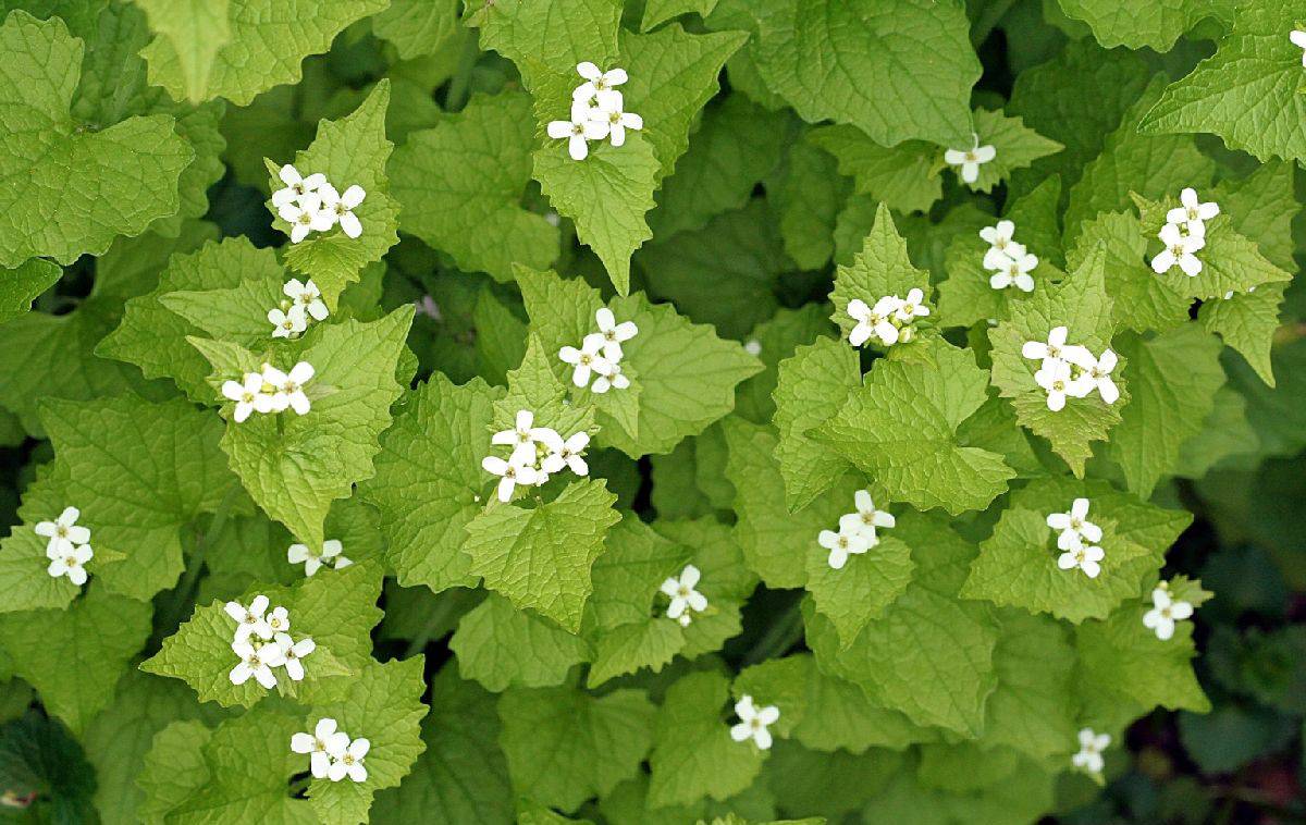 Image of Garlic mustard plant in forest