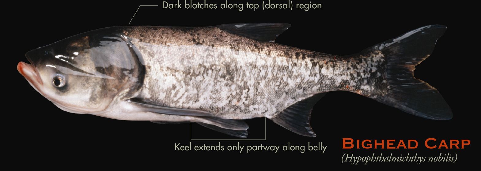 Invasive Species Spotlight: Asian Carp — Subarctic Angling