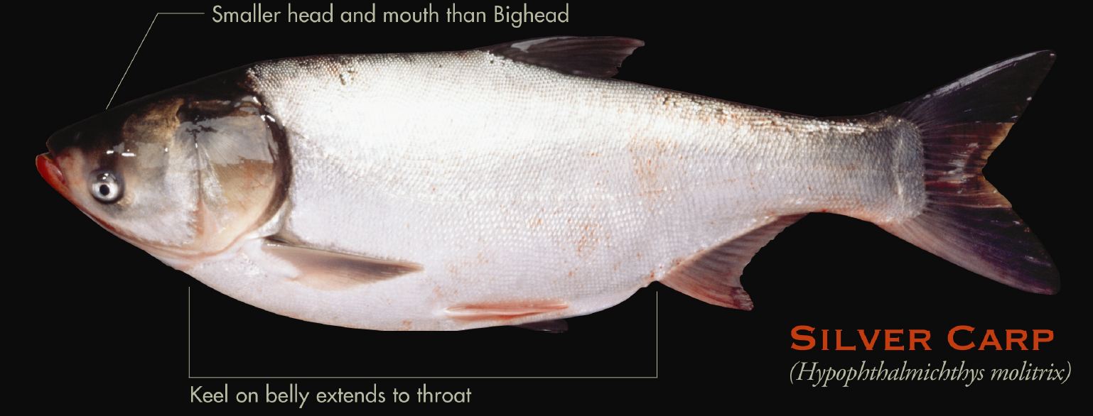 Invading Species on X: Silver Carp (Hypophthalmichthys molitrix) became  known as the 'flying carp' due to their tendency to leap out of the water  when frightened, posing a risk to passing boaters.