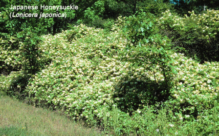 japanese honeysuckle bush