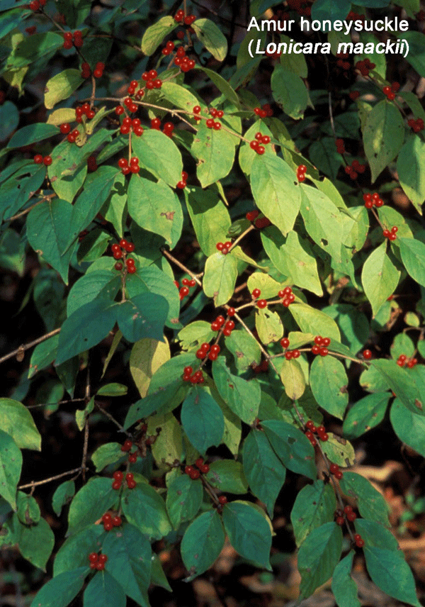 Amur honeysuckle berries