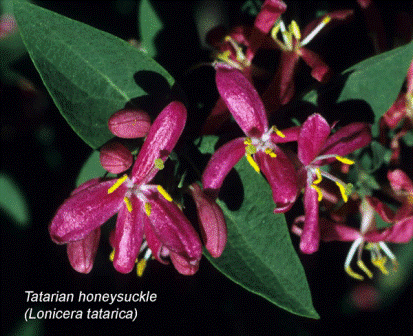Tatarian honeysuckle flower