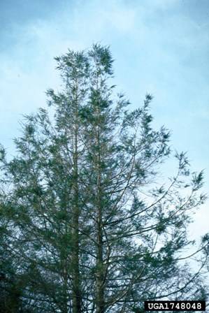 HWA infestation resulting in thinning of hemlock crown 