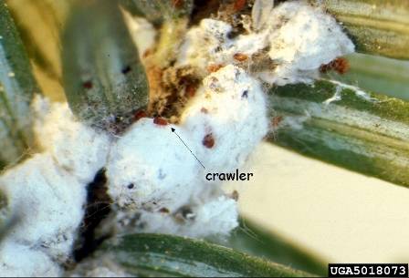 Hemlock woolly adelgid nymph in the crawler stage